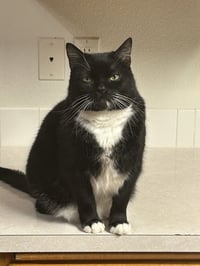 WILLOW #1991 - Offered by Owner - Male Tuxedo - Photo 3