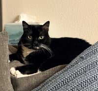 WILLOW #1991 - Offered by Owner - Male Tuxedo - Photo 1