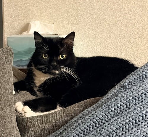 WILLOW #1991 - OFFERED BY OWNER - MALE TUXEDO - Tuxedo / American Shorthair available for adoption