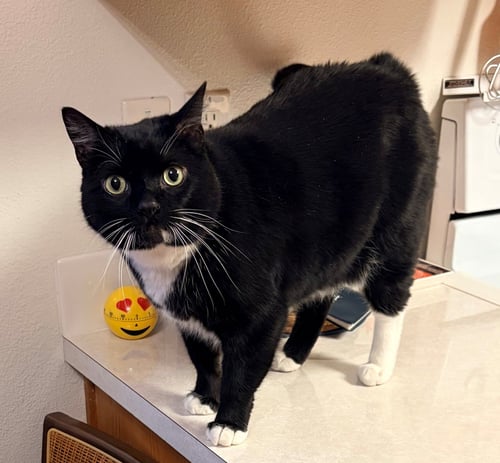 WILLOW #1991 - OFFERED BY OWNER - MALE TUXEDO - Tuxedo / American Shorthair available for adoption