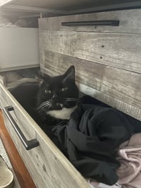 WILLOW #1991 - Offered by Owner - Male Tuxedo - Photo 4