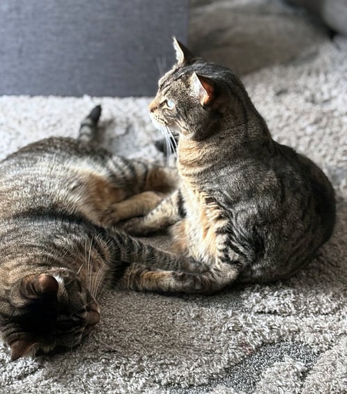 ASLAN & KODY #1962- OFFFERED BY OWNER -BONDED BOYS - Tabby / Domestic Short Hair available for adoption
