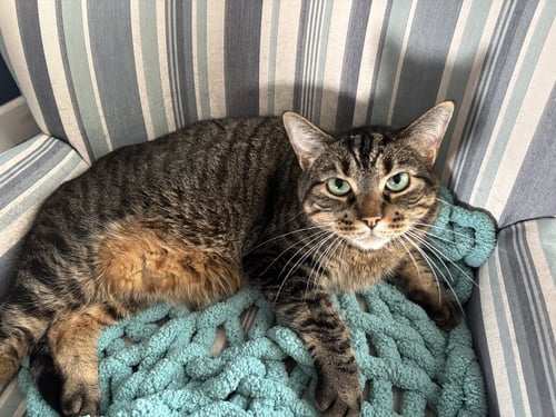 ASLAN & KODY #1962- OFFFERED BY OWNER -BONDED BOYS - Tabby / Domestic Short Hair available for adoption