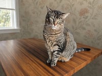 ASLAN & KODY #1962- Offfered by Owner -Bonded Boys - Photo 3