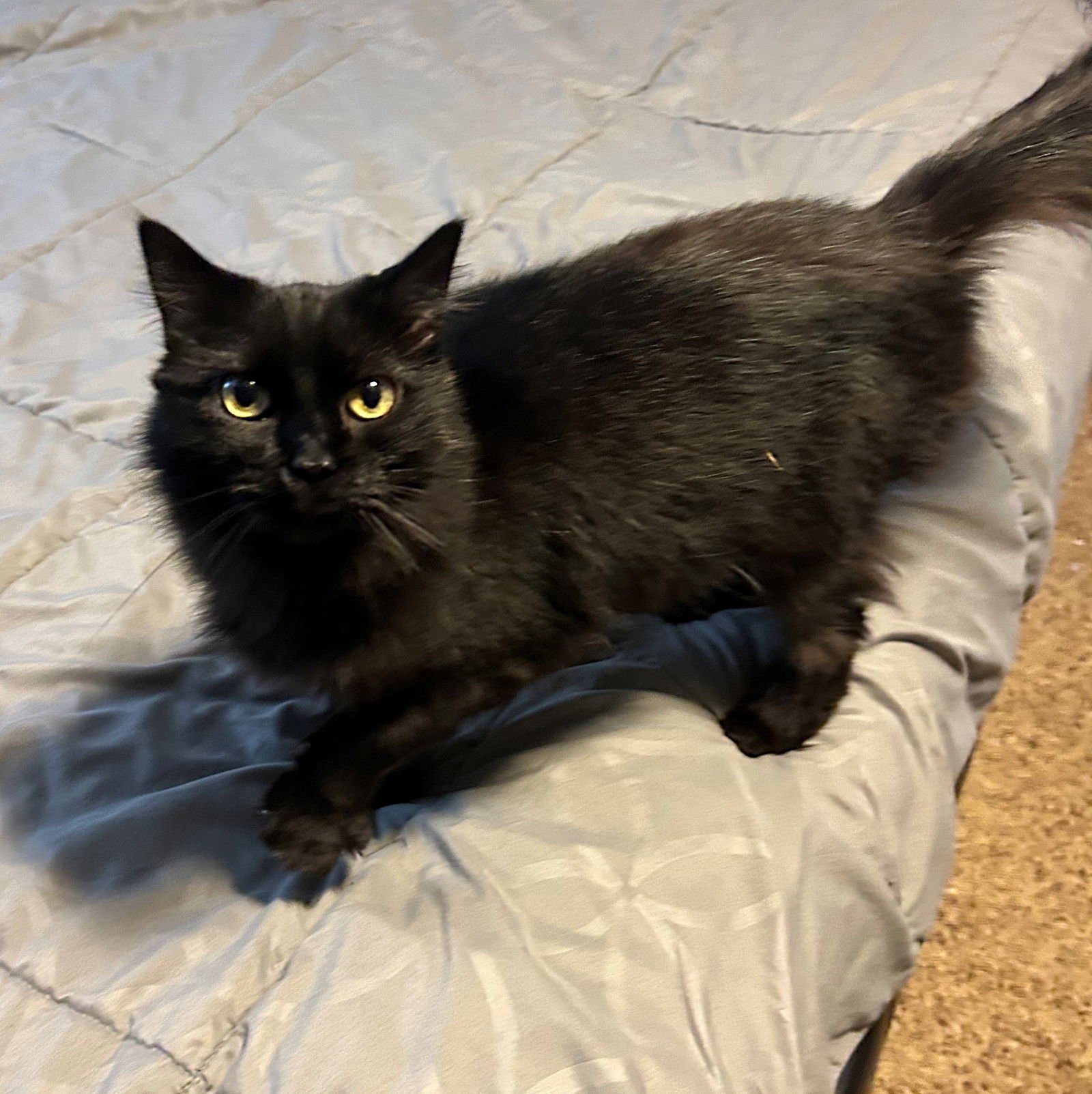 DELILAH #1815 - OFFERED BY OWNER - Domestic Medium Hair for adoption in Portland