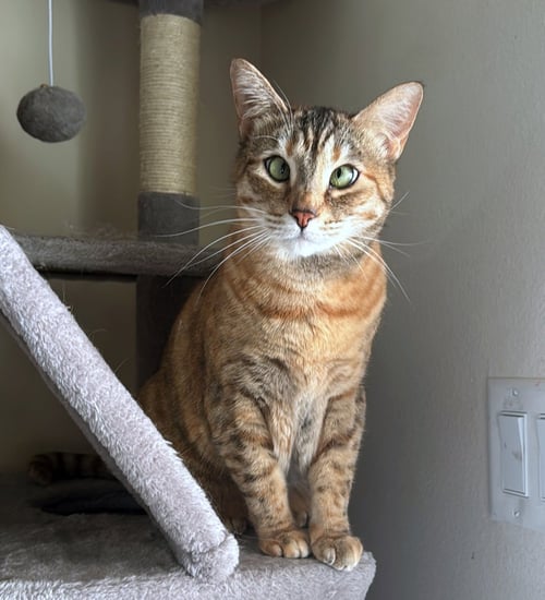 CINDER #1880 - OFFERED BY OWNER - GOLDEN TABBY - Tabby / Torbie available for adoption
