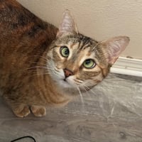 CINDER #1880 - Offered by Owner - Golden Tabby - Photo 2