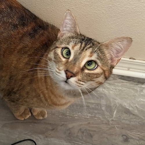CINDER #1880 - OFFERED BY OWNER - GOLDEN TABBY - Tabby / Torbie available for adoption