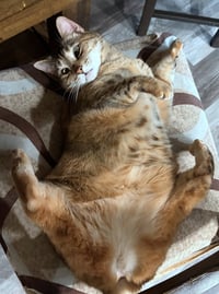 CINDER #1880 - Offered by Owner - Golden Tabby - Photo 3