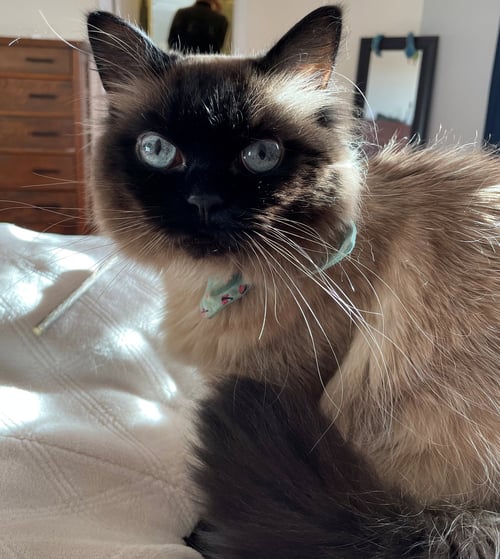 SAKE #1806 - OFFERED BY OWNER - SR. HIMILAYAN - Himalayan for adoption in Portland