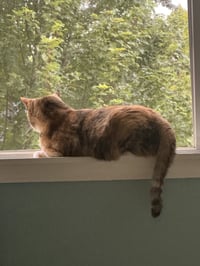 TALLIE #1965- Offered by Owner - Family cat - Photo 3
