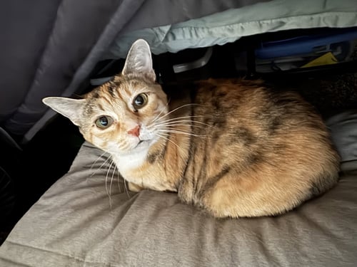 TALLIE #1965- OFFERED BY OWNER - FAMILY CAT - Torbie / Domestic Short Hair available for adoption