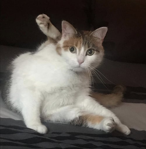 MILEY #1986 - OFFERED BY OWNER - SENIOR CALICO