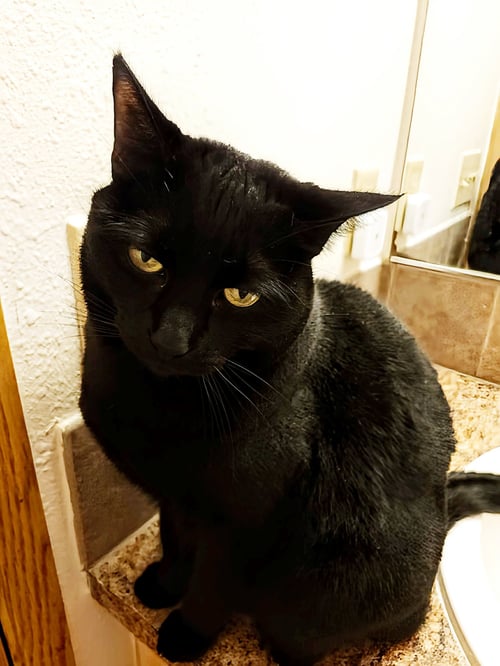 NYXIE #1968 - OFFERED BY OWNER - American Shorthair available for adoption