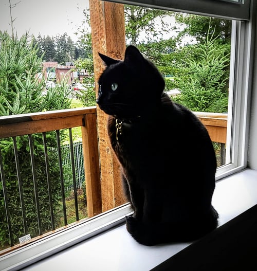 NYXIE #1968 - OFFERED BY OWNER - American Shorthair available for adoption