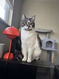 BONNIE #1966 - Offered by Owner - Family Pet - Photo 1
