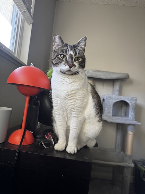 BONNIE #1966 - OFFERED BY OWNER - FAMILY PET - Tabby / Domestic Short Hair available for adoption