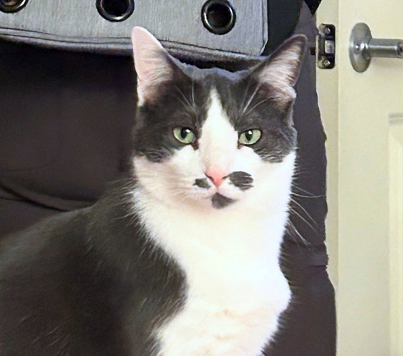 OLIVER #2016 - Offered by Owner- Outgoing Male Image