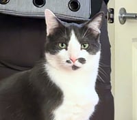 OLIVER #2016 - Offered by Owner- Outgoing Male - Photo 1