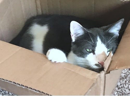OLIVER #2016 - OFFERED BY OWNER- OUTGOING MALE - Domestic Short Hair available for adoption