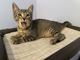 BEAR - YOUNG, FRIENDLY KITTEN