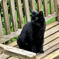 KIKI #- Offered by Owner - Indoor/outdoor Friendly - Photo 1