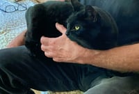 KIKI #- Offered by Owner - Indoor/outdoor Friendly - Photo 2