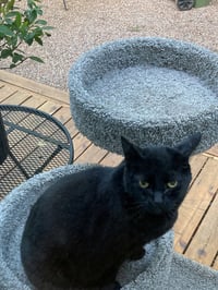 KIKI #- Offered by Owner - Indoor/outdoor Friendly - Photo 3