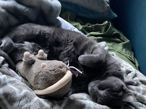 SHADOW #1969 - OFFERED BY OWNER - SENIOR - Domestic Short Hair / Russian Blue available for adoption