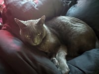SHADOW #1969 - Offered by Owner - Senior - Photo 3