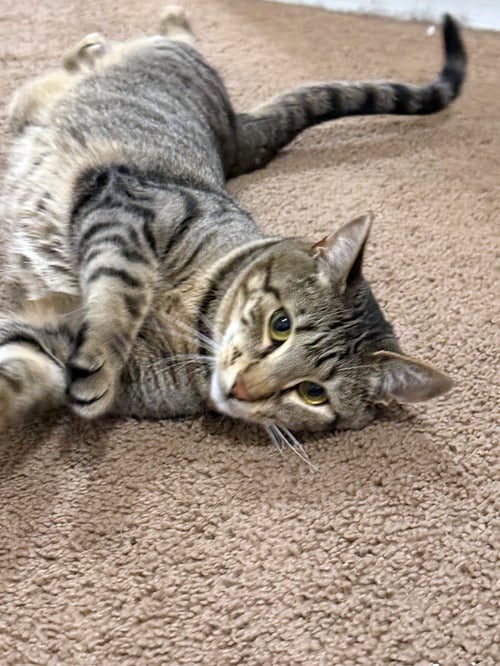KIT KAT#1994 -OFFERED BY OWNER - GOOD WITH KIDS