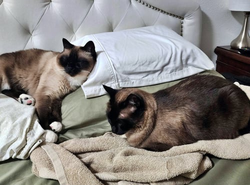 CANDY & EDNA #1952 - OFFERED BY OWNER - SIAMESE
