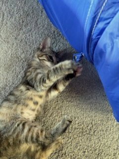 SPICE GIRLS LITTER: GINGER SPICE - Tabby / Torbie available for adoption