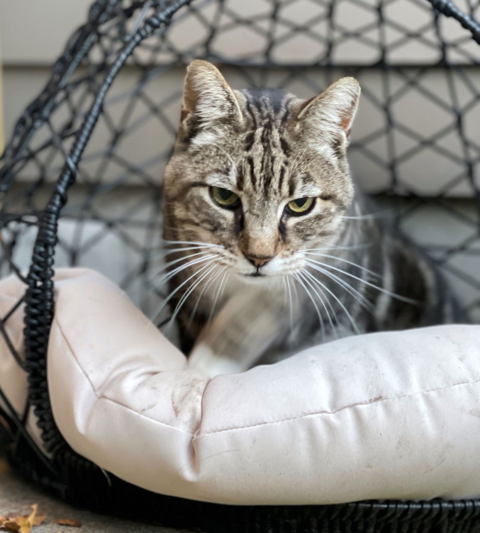 CAPER #1789 - OFFERED BY OWNER - SENIOR IN/OUT - Tabby / Domestic Short Hair available for adoption