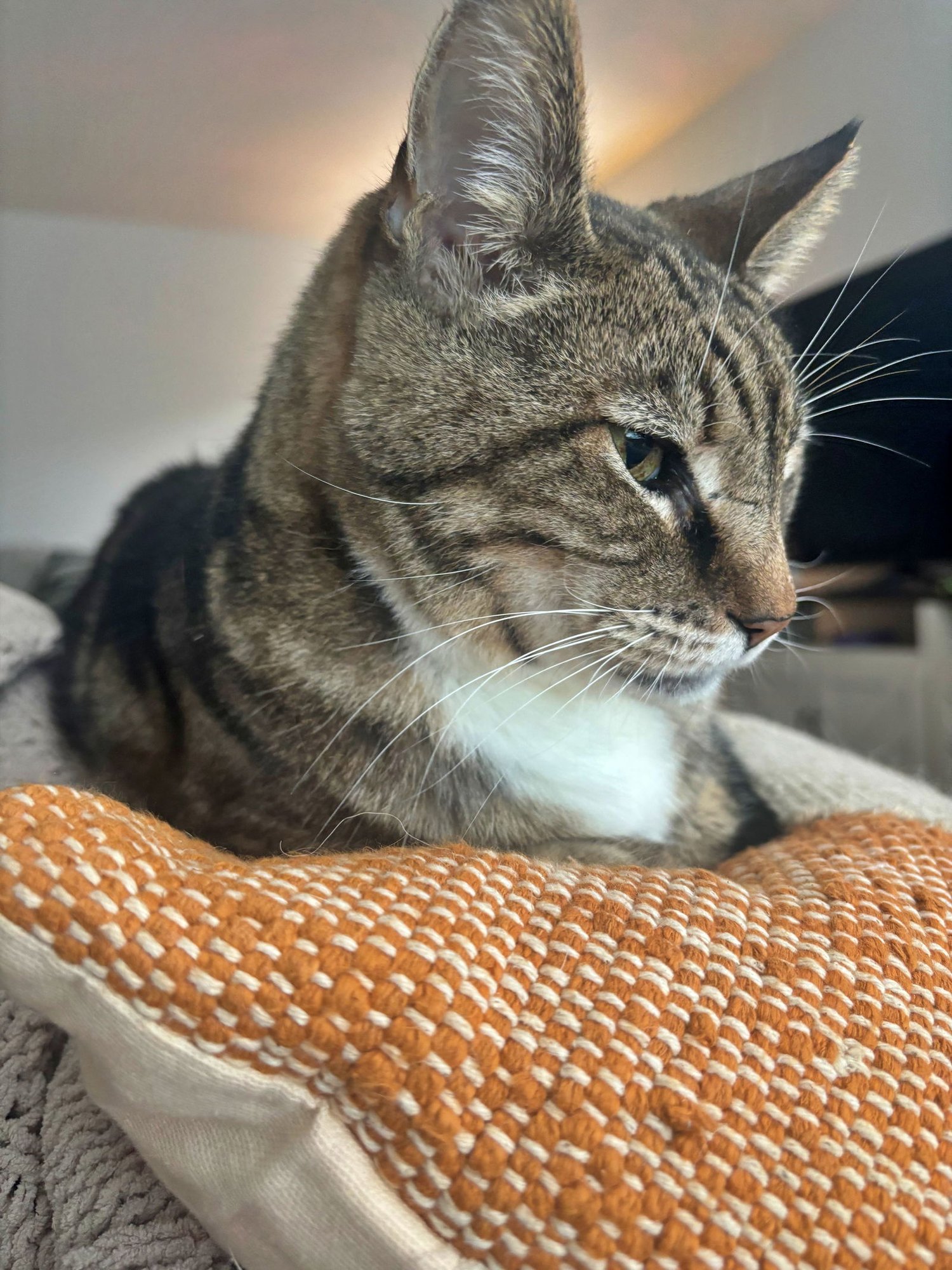 CAPER #1789 - OFFERED BY OWNER - SENIOR IN/OUT - Tabby / Domestic Short Hair available for adoption