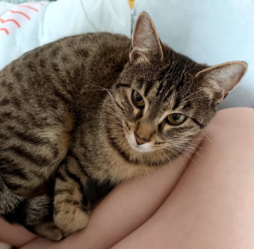 RORY #1892 - OFFERED BY OWNER - YOUNG FEMALE! - Tabby / Domestic Short Hair available for adoption