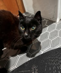 MAVIS #1948 - Offered by Owner - Senior FeLV+ - Photo 1