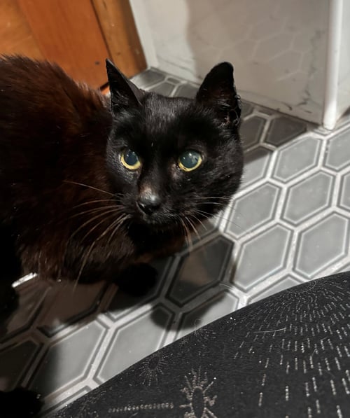 MAVIS #1948 - OFFERED BY OWNER - SENIOR FELV+ - Domestic Short Hair available for adoption