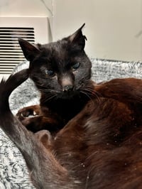 MAVIS #1948 - Offered by Owner - Senior FeLV+ - Photo 2