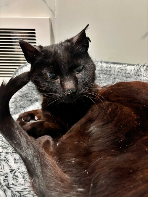 MAVIS #1948 - OFFERED BY OWNER - SENIOR FELV+ - Domestic Short Hair available for adoption