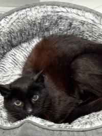 MAVIS #1948 - Offered by Owner - Senior FeLV+ - Photo 3