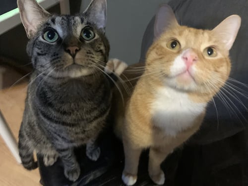 BOLT AND GARFIELD #19767 - OFFERED BY OWNER - Tabby / Domestic Short Hair available for adoption