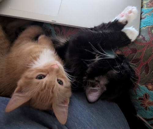 BUDDY BROTHERS NEWT AND JONESY - Domestic Medium Hair / Tabby available for adoption