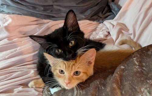 BUDDY BROTHERS NEWT AND JONESY - Domestic Medium Hair / Tabby available for adoption