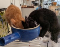 Buddy Brothers Newt and Jonesy - Photo 3
