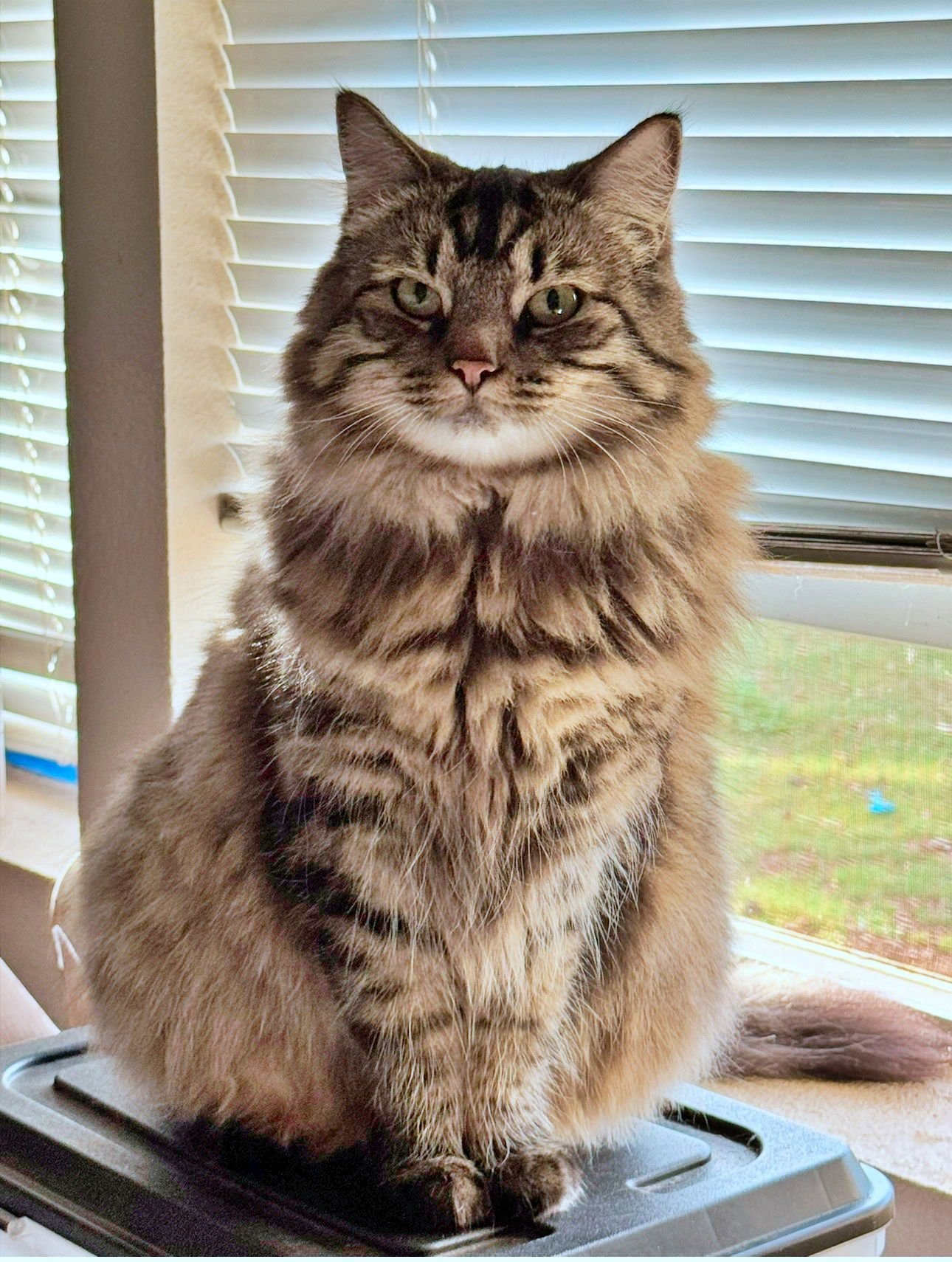 KITTY #1814 - OFFERED BY OWNER - YOUNG FEMALE - Tabby / Domestic Long Hair for adoption in Portland