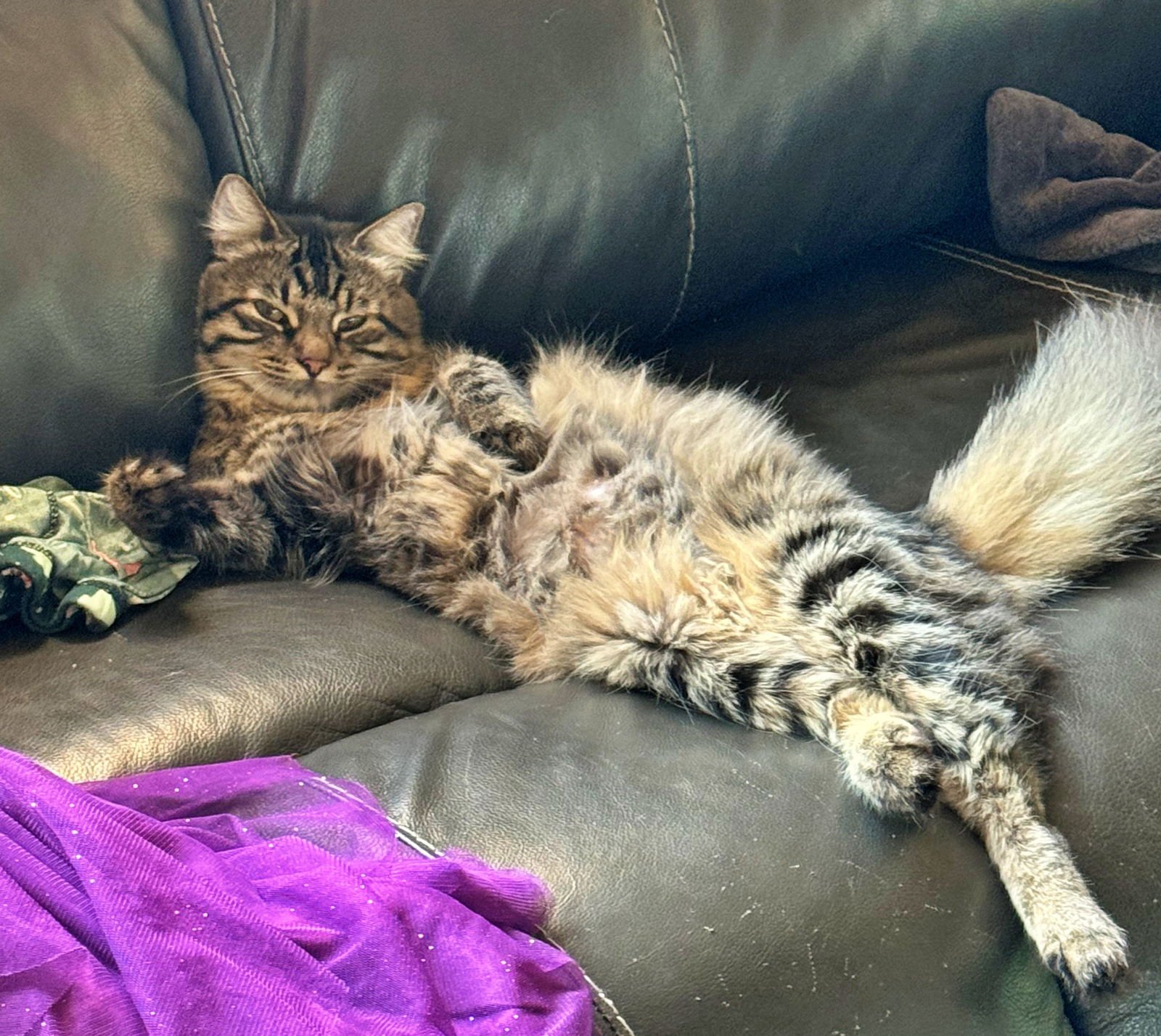 KITTY #1814 - Offered by Owner - Young Female - Photo 2