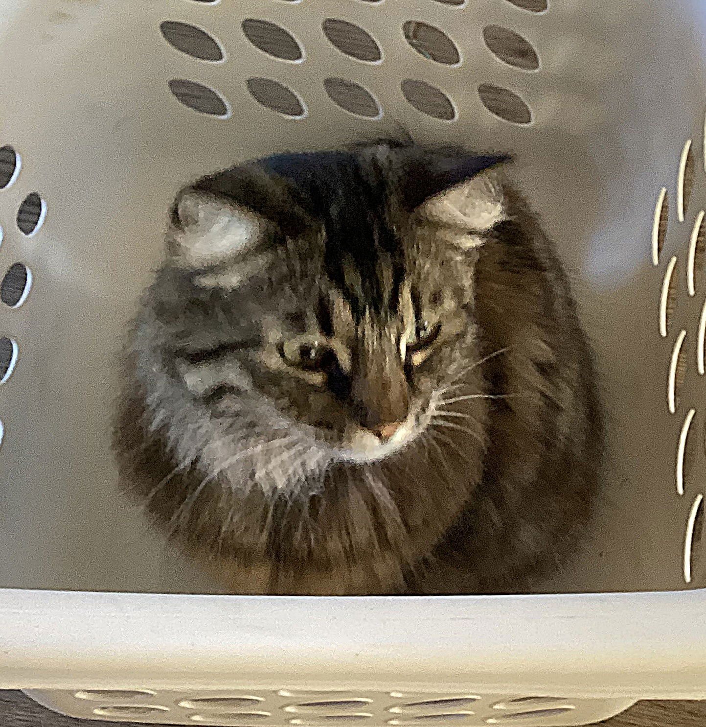 KITTY #1814 - Offered by Owner - Young Female - Photo 3