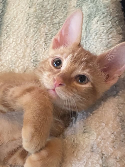 BEST BUDDIES RADAR & SCOOTER - Domestic Short Hair for adoption in Beaverton