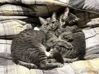 Crumpet & Strudel #1971 - Offered by Owner - Pair - Photo 3